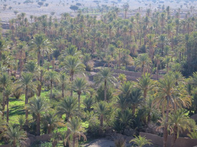 Oasis Marruecos