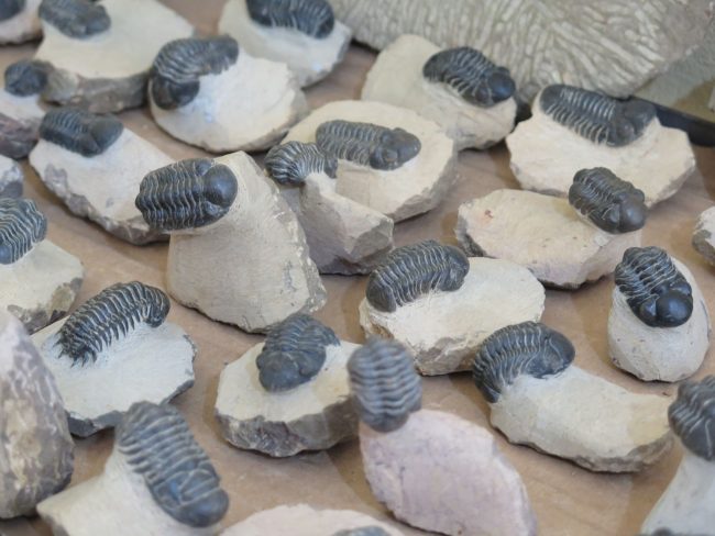 Fósiles Marruecos