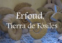 Erfoud, Tierra de fósiles