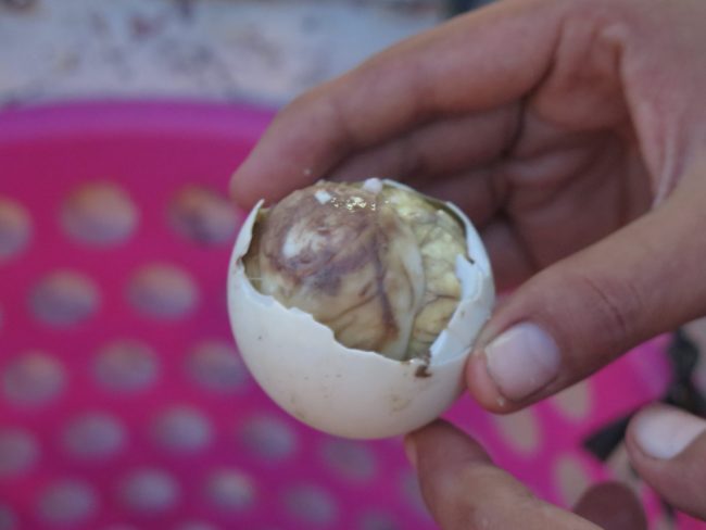 Huevos que contienen un embrión de pato