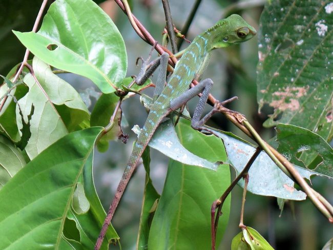 Reptiles endémicos de Borneo