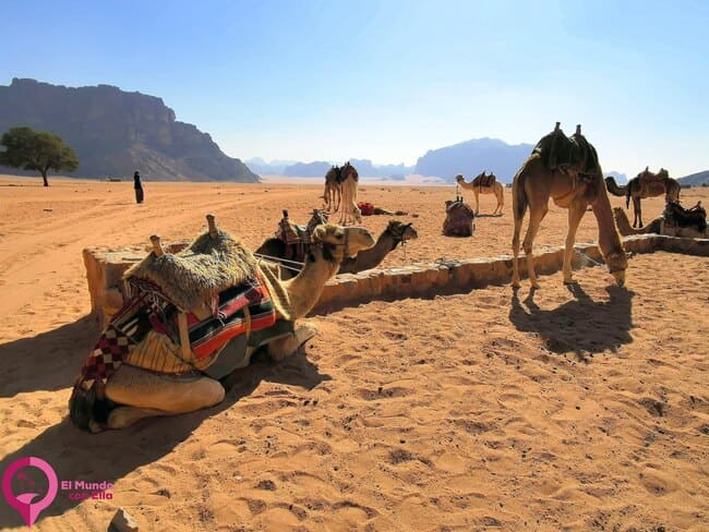 Visitar Wadi Rum sin pasar la noche