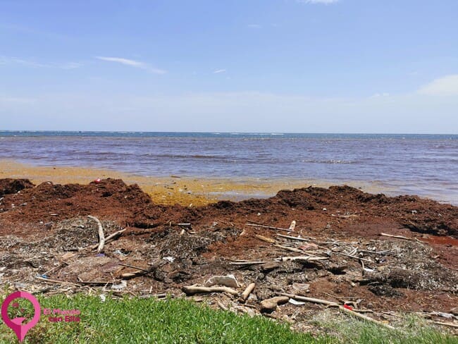 La problemática del sargazo en las costas de la península de Yucatán El sargazo en cifras