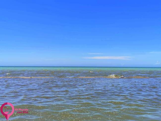 Sargazo en la costa Norte de la Península de Yucatán Color del agua en México en época de Sargazo