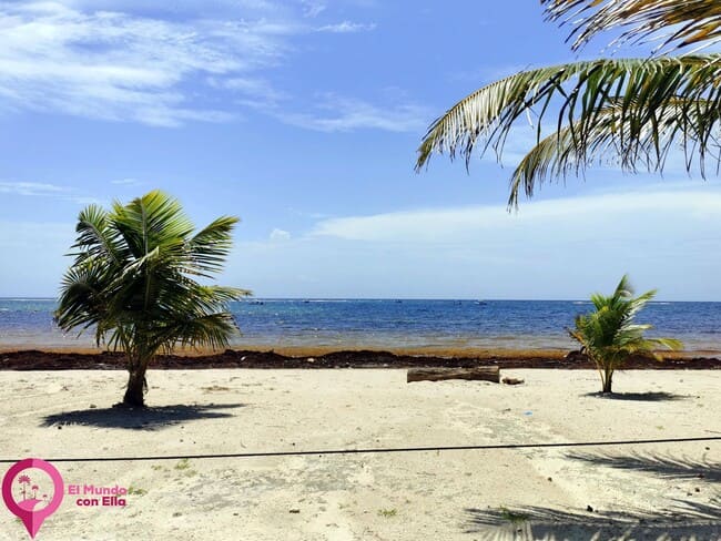 Caribe y Cambio Climático Páginas para monitorizar el sargazo en las costas de Quintana Roo