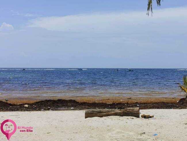 Sargazo en la Riviera Maya Llegada de sargazo a las costas de Quintana Roo