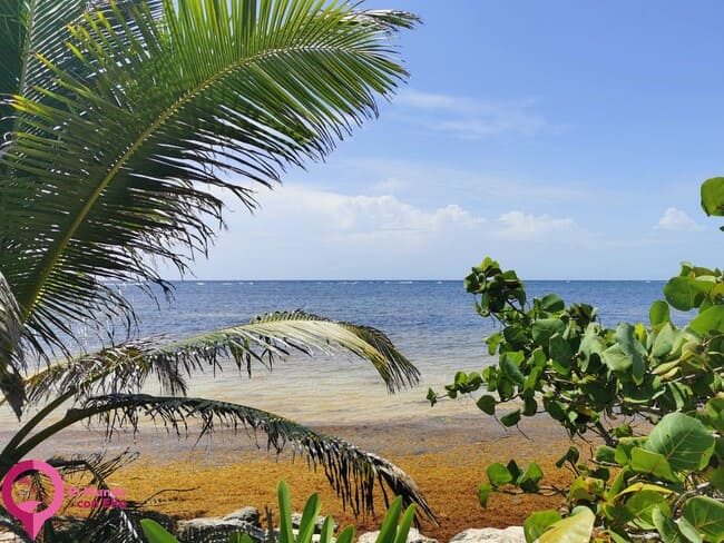 Sargazo en las costas de México Emergencia climática en el Caribe