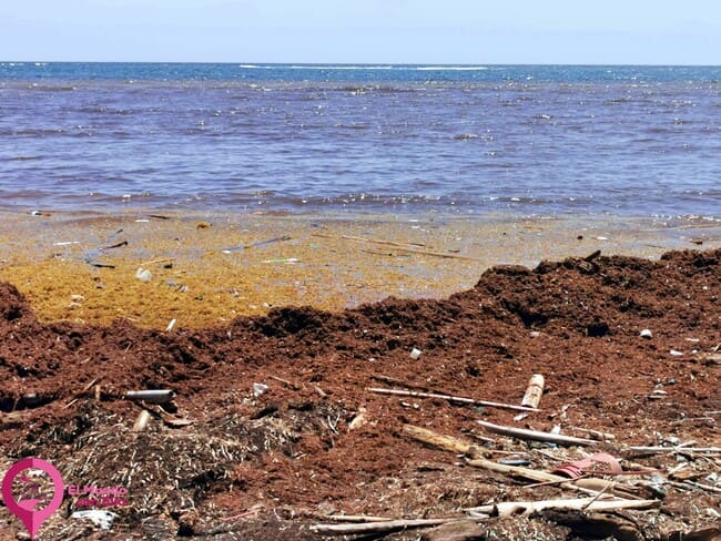Qué es el Sargazo Mar de los Sargazos