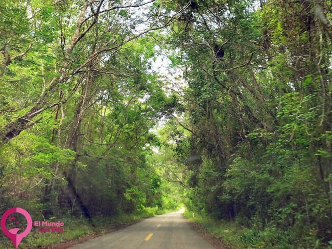 El yacimiento de Calakmul Calakmul Archaeological Zone (Campeche)