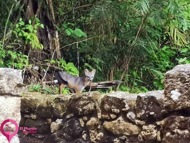 Guía rápida y fácil para visitar las Ruinas de Calakmul Guía completa para visitar las ruinas de Calakmul 2022