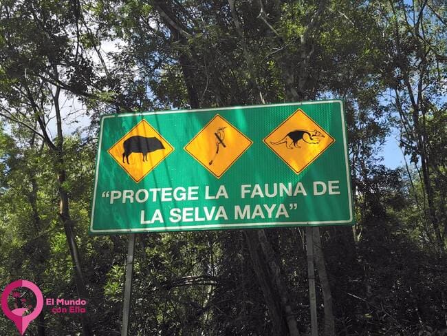 Visita Calakmul en el corazón de la Reserva de la Biósfera Reserva de la Biosfera Calakmul
