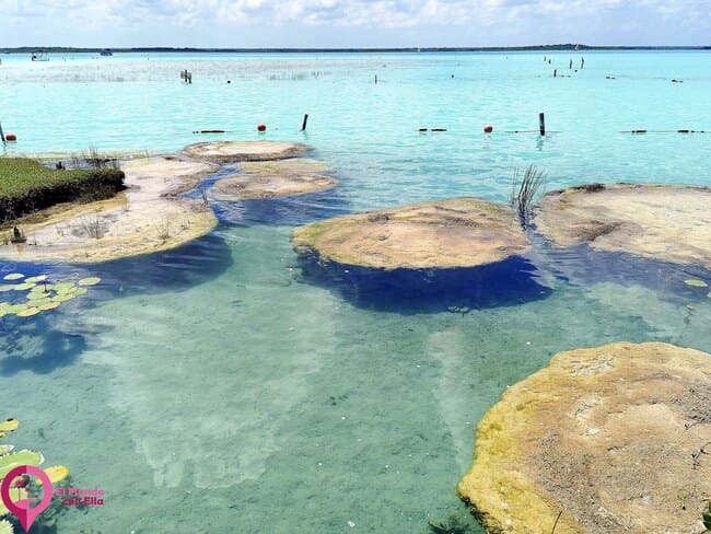 Cómo se forman los estromatolitos Dónde encontrar Estromatolitos en la Laguna de Bacalar