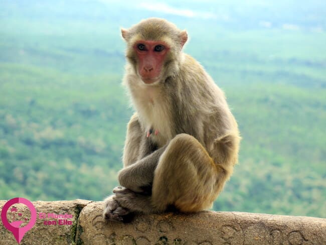 Monos Myanmar