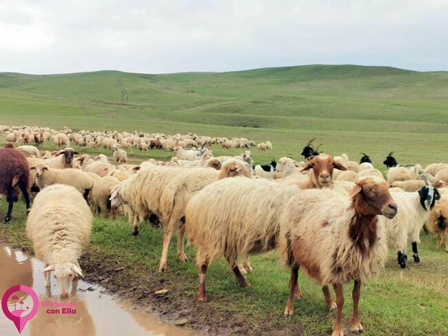 Montañas que separan Azerbaiyán y Georgia Frontera entre Azerbaiyán y Georgia