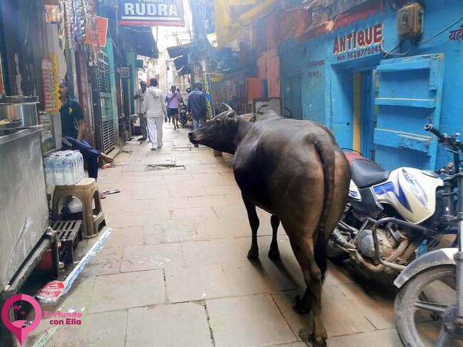 Visitar Varanasi por tu cuenta