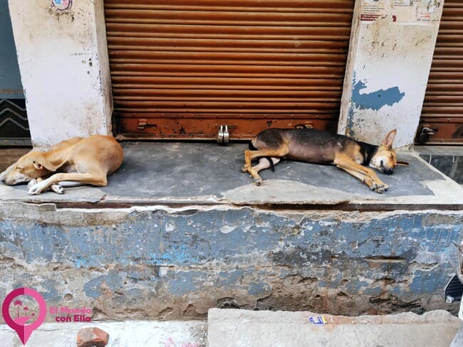 Precauciones con los animales en India Precauciones sanitarias al viajar a India