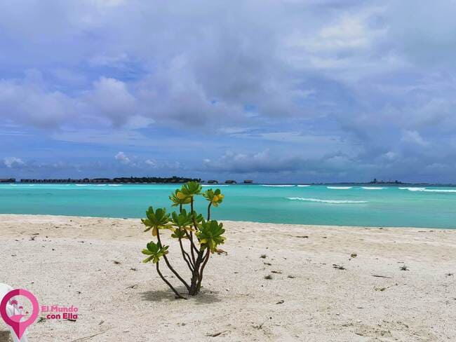 Visitar la isla de Guraidhoo en Maldivas Qué hacer en la isla de Guraidhoo