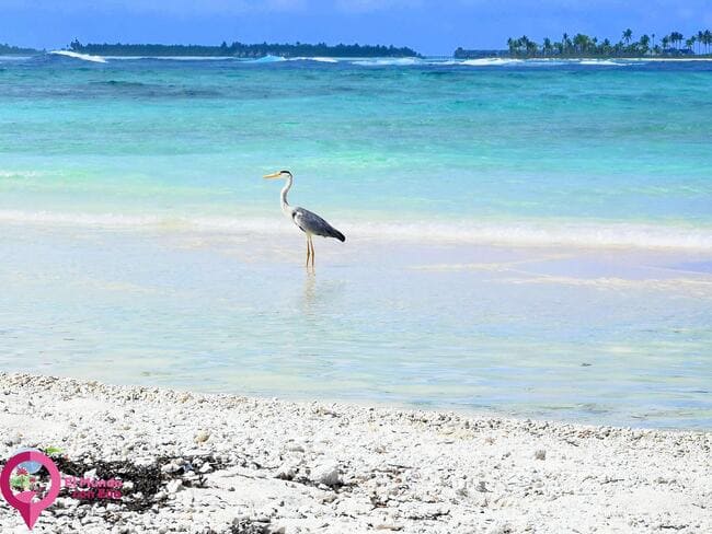 Cómo es Guraidhoo Las Maldivas