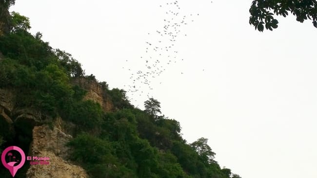 Bat Cave Battambang Murciélagos Battambang