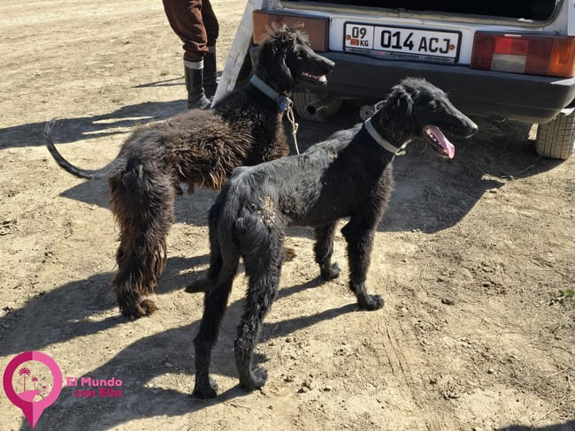 Raza de perros kirguisos