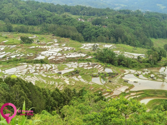 Cómo llegar a Tana Toraja Por qué visitar Tana Toraja