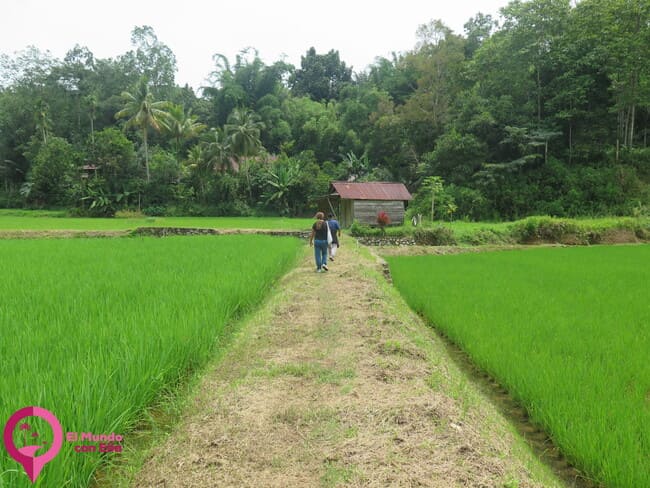 Paisajes de Lemo Arrozales de Tana Toraja
