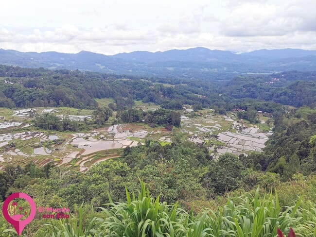 Arrozales de Batutumonga Arrozales de Sulawesi