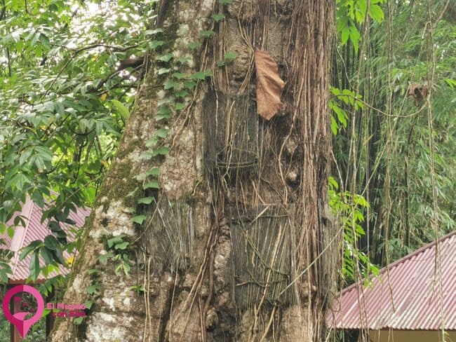 Tumbas de bebés en Kambira Enterramientos de bebés en Kambira