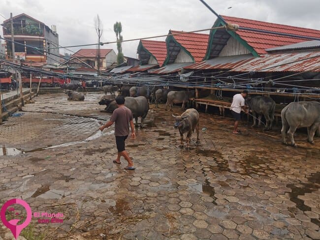 Mercado de Búfalos de Bolu Pasar Bolu