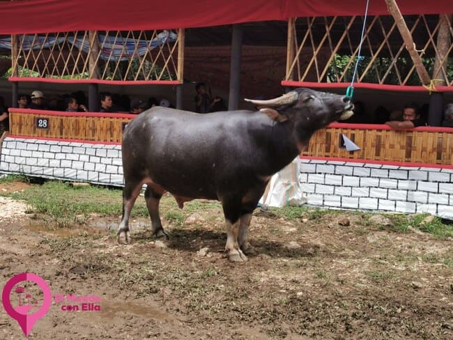 Asistir a un funeral toraja Por qué se matan a los búfalos en los funerales toraja