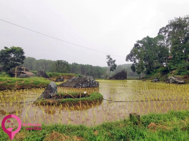 Campos de Arroz en Tana Toraja Campos de Tana Toraja