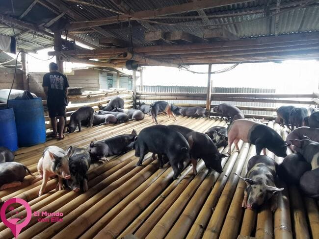 Cerdos en Pasr Bolu para ser sacrificados Qué animales se sacrifican en un funeral toraja