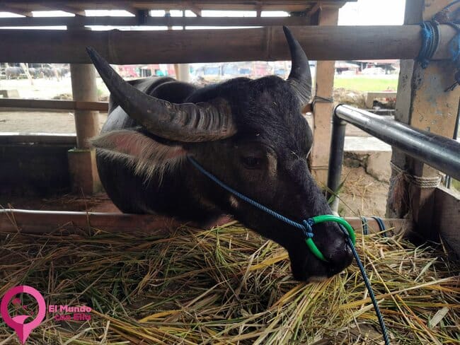 Principal animal en la cultura Toraja El búfalo como elemento central de la cultura Toraja