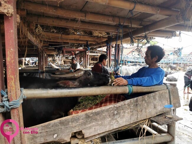 Qué día se celebra el mercado de animales en Rantepao Mercado de animales en Rantepao