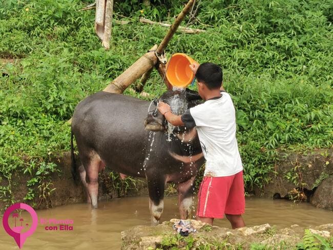 Por qué es famosa Tana Toraja en el mundo Quienes son los toraja