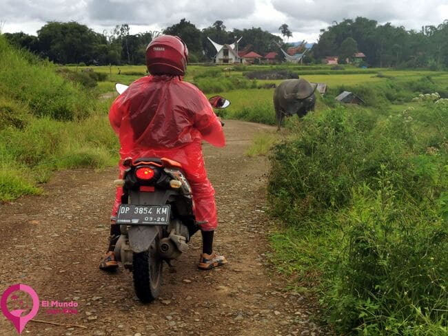 Visitar Tana Toraja en moto Visitar Tana Toraja con guía