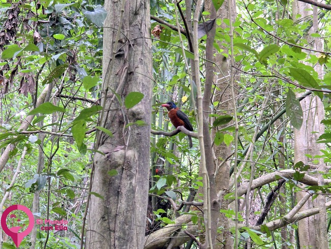 Alción monje observando el entorno desde una rama en la selva de Sulawesi. Alción monje (Monk kingfisher) posado en una rama en el Parque Nacional de Tangkoko.