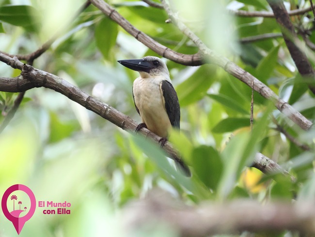 Alción piquinegro en el Parque Nacional de Tangkoko, Sulawesi. Detalle del alción piquinegro entre la vegetación tropical del norte de Sulawesi.