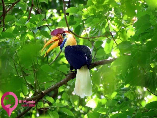 El característico cálao de Sulawesi descansando en el bosque tropical. Hornbill de Sulawesi (Buceros cassidix) sobre la selva de Tangkoko.