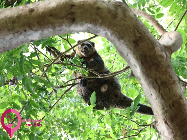Cuscús oso descansando en lo alto del dosel forestal de Sulawesi. Cuscús oso (Ailurops ursinus) en los árboles del Parque Nacional de Tangkoko.