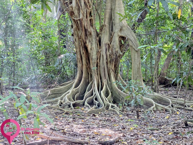 Imponente ficus centenario con enormes raíces aéreas en el bosque tropical de Tangkoko. Ficus milenario en la selva del Parque Nacional de Tangkoko, Sulawesi.