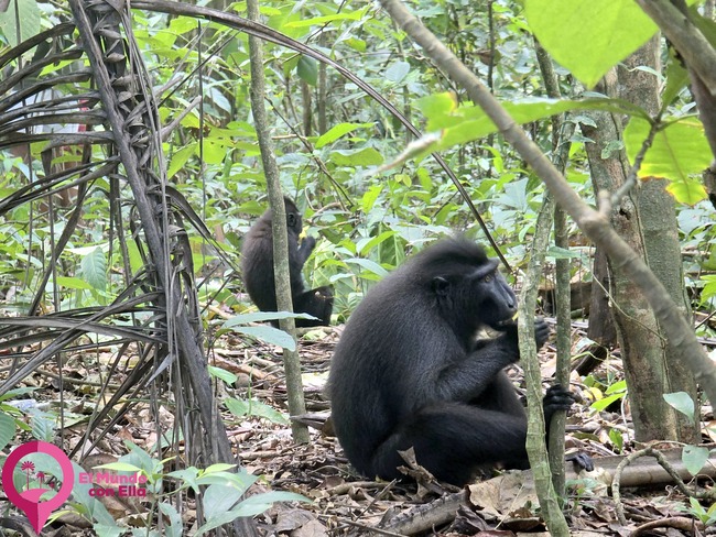 Familia de macacos crestados negros interactuando en el suelo de la selva tropical de Tangkoko. Macacos crestados negros (Macaca nigra) en libertad en el Parque Nacional de Tangkoko, Sulawesi.