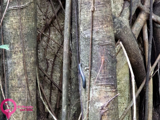 Impresionante higuera estranguladora envolviendo el tronco de otro árbol en el bosque tropical de Tangkoko. Higuera estranguladora en la selva del Parque Nacional de Tangkoko, Sulawesi.