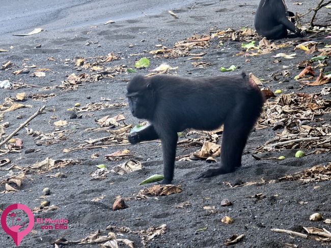 Grupo de macacos crestados negros moviéndose por la playa de Tangkoko Macaco crestado negro (Macaca nigra) en el Parque Nacional de Tangkoko, Sulawesi.