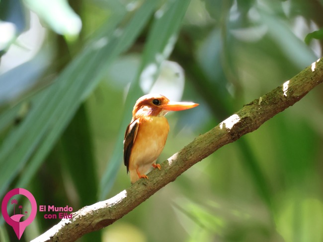 Martín pescador enano en la selva del Parque Nacional de Tangkoko. Pequeño martín pescador enano observado durante una ruta por Tangkoko.
