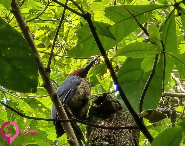 Pájaro carpintero en la selva del Parque Nacional de Tangkoko. Carpintero buscando alimento en el tronco de un árbol en Tangkoko.