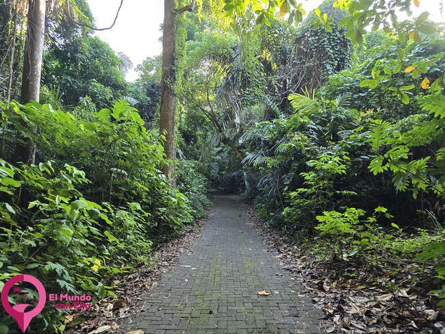 Camino que atraviesa la densa vegetación tropical del parque. Sendero en la selva del Parque Nacional de Tangkoko.