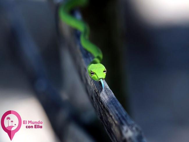 Serpiente camuflada entre ramas y hojas en la selva de Tangkoko. Serpiente arbórea en la vegetación del Parque Nacional de Tangkoko.