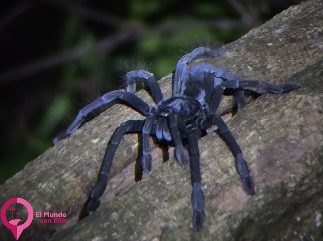 Tarántula observada durante una ruta nocturna en la selva tropical de Sulawesi. Tarántula en su hábitat natural en el Parque Nacional de Tangkoko.