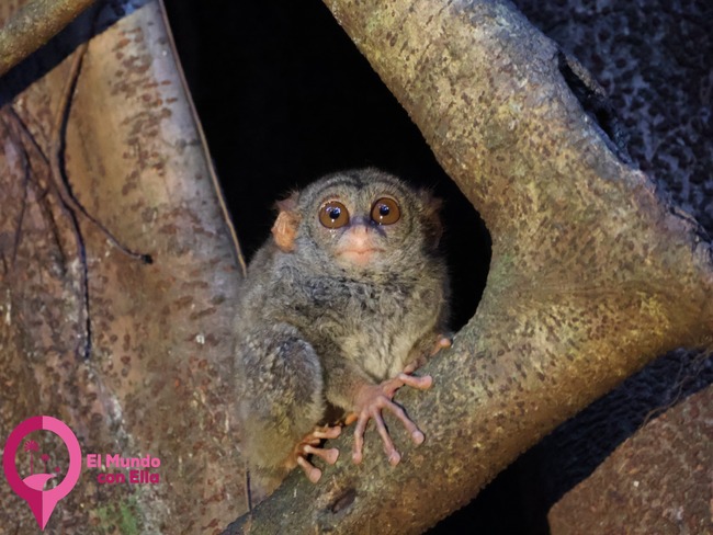 Tarsero de Sulawesi (Tarsius tarsier) en su hábitat natural en Tangkoko. El tarsero, uno de los primates más pequeños del mundo, activo al atardecer en la selva.
